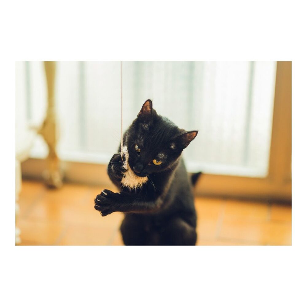 Gallery Thumb Gallery Thumb