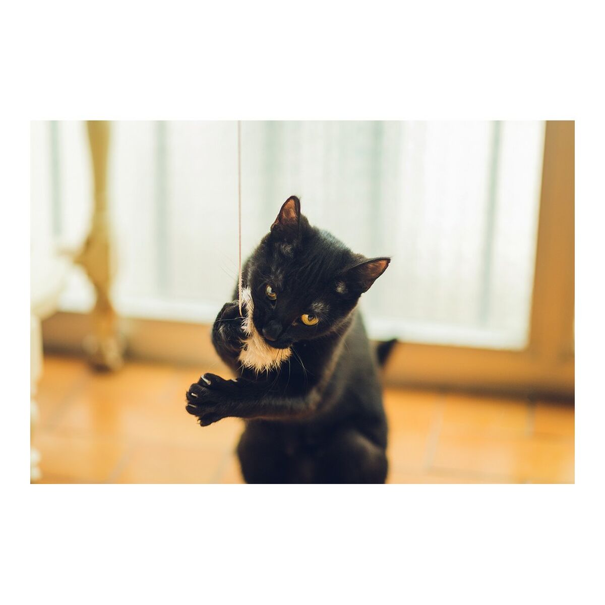 S6102237_2 S6102237_2