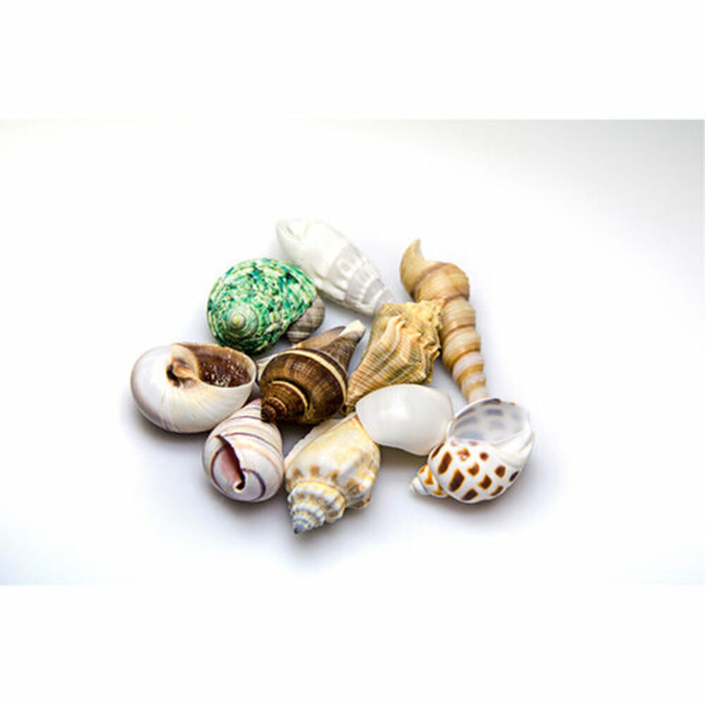 Shop Secondary Image