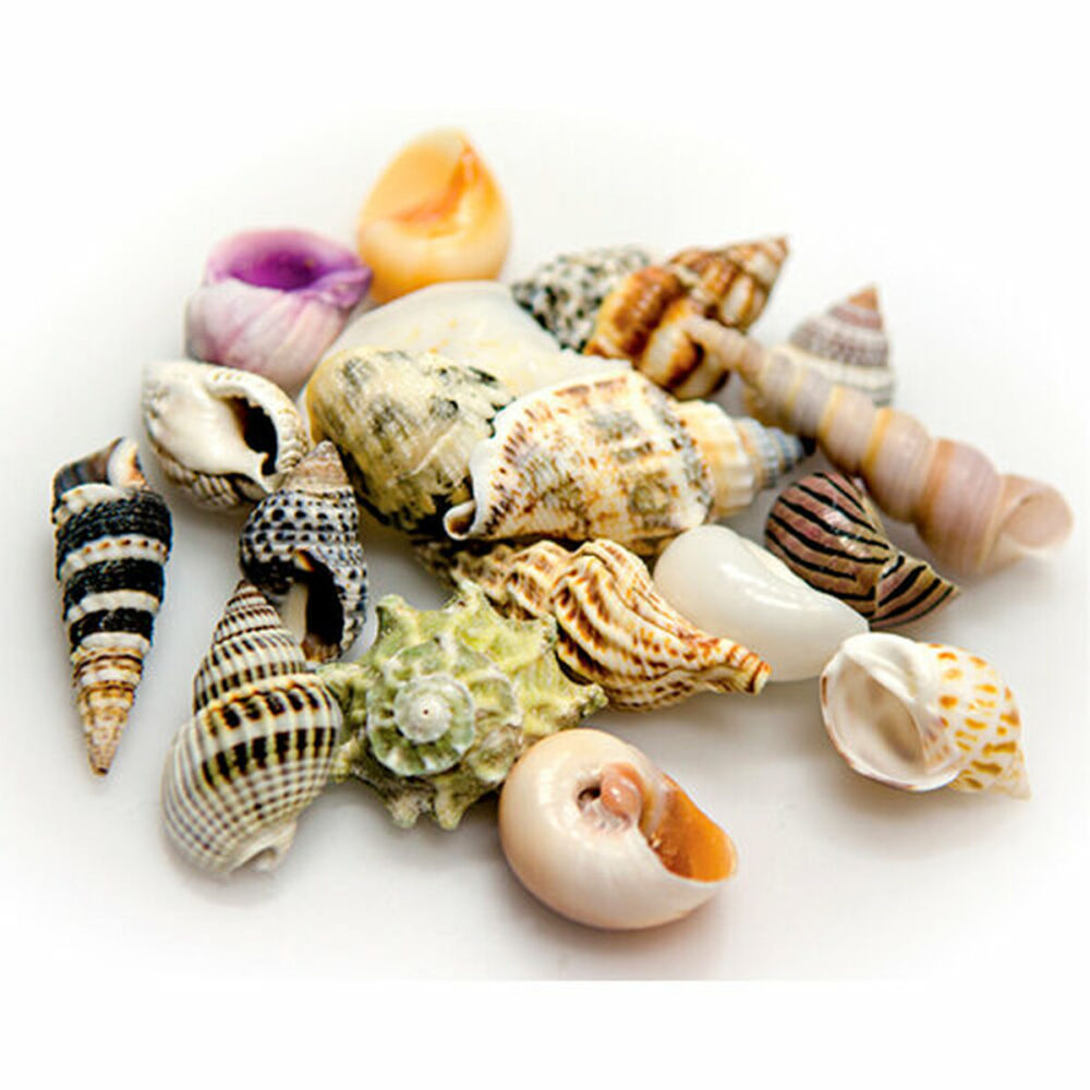 Shop Secondary Image